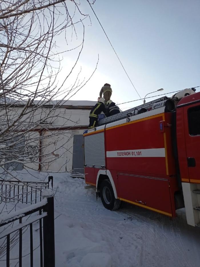 Новодвинские пожарные спасли филина от ворон